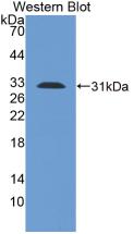 TLR1 Antibody - Western Blot; Sample: Recombinant TLR1, Human.