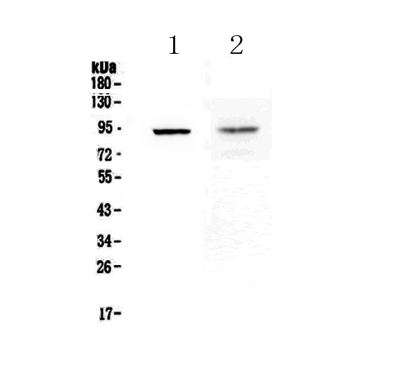 TLR1 Antibody - Western blot - Anti-TLR1 Picoband antibody