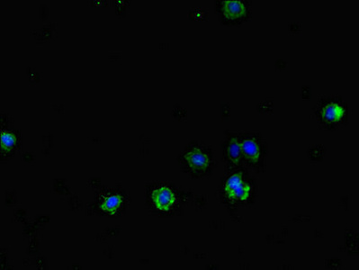 TLR1 Antibody - Immunofluorescent analysis of HepG2 cells diluted at 1:100 and Alexa Fluor 488-congugated AffiniPure Goat Anti-Rabbit IgG(H+L)