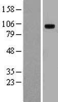 TLR10 Protein - Western validation with an anti-DDK antibody * L: Control HEK293 lysate R: Over-expression lysate