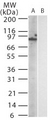 Tlr11 Antibody - Western blot of mouse TLR12 in (A) transfected and (B) untransfected cell lysate using antibody at 1:1000.