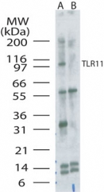 Tlr11 Antibody - Western blot of TLR11 in mouse kidney without (Lane 1) or with (Lane 2) blocking peptide.