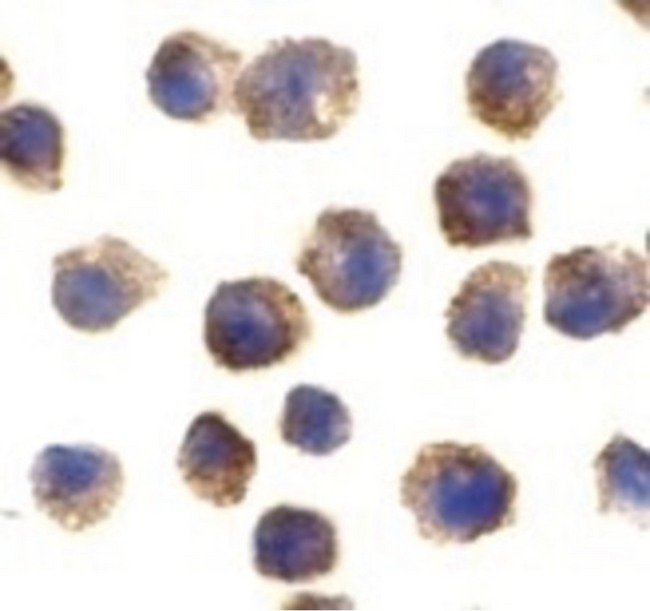 Tlr11 Antibody - Immunocytochemical staining of RAW264.7 cells using TLR11 antibody at 2 ug/ml.