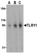 Tlr11 Antibody - Western blot of TLR11 in RAW264.7 cell lysates with TLR11 antibody at (A) 0.5, (B) 1, and (C) 2 ug/ml.