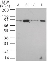 Tlr12 Antibody - Western blot of TLR12 in 20 ug/lane of mouse (A) brain, (B) heart, (C) small intestine, (D) kidney tissue lysate using antibody at 0.5 ug/ml.