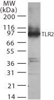 TLR2 Antibody - Western blot of TLR2 in transfected cell lysate using antibody at 2 ug/ml.