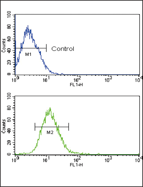 TLR2 Antibody - Flow cytometric of CEM cells using TLR2 Antibody (bottom histogram) compared to a negative control cell (top histogram). FITC-conjugated goat-anti-rabbit secondary antibodies were used for the analysis.