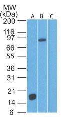 TLR2 Antibody - Western Blot: TLR2 Antibody (67N8F8) [Azide Free] - Analysis of TLR2 partial recombinant protein (A), transfected cell lysate (B), and control 293T lysate using TLR2 antibody at 1 ug/ml. This image was taken for the unmodified form of this product. Other forms have not been tested.