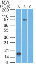 TLR2 Antibody - Western Blot: TLR2 Antibody (67N17F8) - Analysis of TLR2 partial recombinant protein (A), transfected cell lysate (B), and control 293T lysate using TLR2 antibody at 1 ug/ml.  This image was taken for the unconjugated form of this product. Other forms have not been tested.
