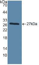 TLR2 Antibody - Western Blot; Sample: Recombinant TLR2, Human.