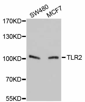 TLR2 Antibody - Western blot analysis of extracts of various cell lines.