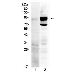 TLR2 Antibody - Western blot testing of 1) rat spleen and 2) mouse spleen lysate with TLR2 antibody at 0.5ug/ml. Predicted molecular weight: 85-90 kDa.