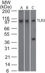 TLR3 Antibody - Western Blot: TLR3 Antibody (27N3D4) - Analysis of TLR3 using TLR3 monoclonal antibody. Human intestine (A), human spleen (B), and mouse RAW lysate probed with TLR3 antibody at 2 ug/ml. I goat anti-rat Ig HRP secondary antibody and PicoTect ECL substrate solution were used for this test.