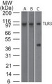 TLR3 Antibody - Western Blot: TLR3 Antibody (27N3D4) - Analysis of TLR3 using TLR3 monoclonal antibody. Human intestine (A), human spleen (B), and mouse RAW lysate probed with TLR3 antibody at 2 ug/ml. I goat anti-rat Ig HRP secondary antibody and PicoTect ECL substrate solution were used for this test.