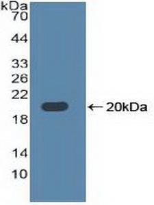 TLR3 Antibody - Western Blot; Sample: Recombinant TLR3, Human.