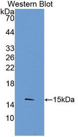 TLR3 Antibody - Western Blot; Sample: Recombinant protein.