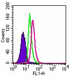 TLR3 Antibody - Intracellular flow analysis of TLR3 in Ramos cells using 2 ug of antibody. Shaded histogram represents Ramos cells without antibody; green represents isotype control; red represents anti-TLR3 antibody.