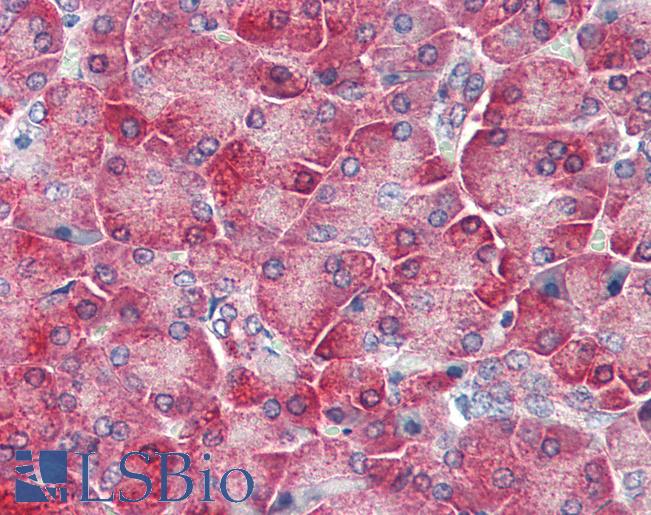 TLR3 Antibody - Anti-TLR3 antibody IHC of human pancreas. Immunohistochemistry of formalin-fixed, paraffin-embedded tissue after heat-induced antigen retrieval. Antibody concentration 5 ug/ml.