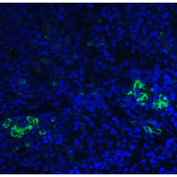 TLR3 Antibody - Immunofluorescence of TLR3 in mouse spleen tissue with TLR3 antibody at 20 µg/ml.Green: TLR3 Antibody  Blue: DAPI staining