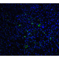TLR3 Antibody - Immunofluorescence of TLR3 in human spleen tissue with TLR3 antibody at 20 µg/ml.Green: TLR3 Antibody  Blue: DAPI staining