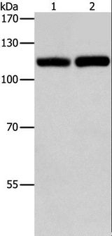 TLR3 Antibody - Western blot analysis of Raji and K562 cell, using TLR3 Polyclonal Antibody at dilution of 1:500.