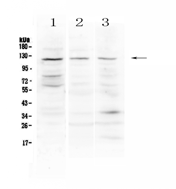 TLR3 Antibody - Western blot - Anti-TLR3 Picoband antibody