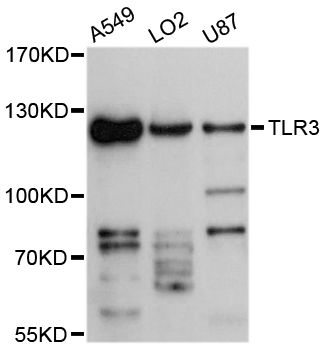 TLR3 Antibody - Western blot analysis of extracts of various cell lines, using TLR3 antibody at 1:3000 dilution. The secondary antibody used was an HRP Goat Anti-Rabbit IgG (H+L) at 1:10000 dilution. Lysates were loaded 25ug per lane and 3% nonfat dry milk in TBST was used for blocking. An ECL Kit was used for detection and the exposure time was 90s.
