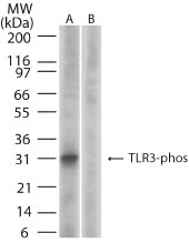 TLR3 Antibody - Western blot of phosphorylated TLR3 in (A) recombinant fusion protein containing a phosphorylated tyrosine at position759and (B) fusion protein containing an unphosphorylated tyrosine at position 759, using antibody at 0.1 ug/ml.