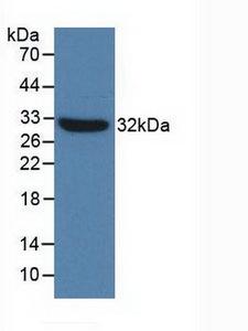 TLR4 Antibody - Western Blot; Sample: Recombinant TLR4, Mouse.