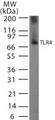 TLR4 Antibody - Western blot of TLR4 using antibody at 2 ug/ml on partial recombinant mouse TLR4 protein.