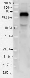TLR4 Antibody - TLR4-MD-2 recomb; 95kD.  This image was taken for the unconjugated form of this product. Other forms have not been tested.