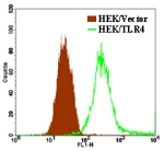 TLR4 Antibody - Cell surface flow analysis of TLR4 instable HEK293/hTLR4 cells using TLR4 Antibody at 1 ug/10^6 cells. Both stable HEK293/hTLR4 and HEK293/Vector cells were equally stained with TLR4 Antibody. This image was taken for the unconjugated form of this product. Other forms have not been tested.