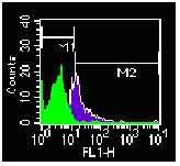 TLR4 Antibody - Flow cytometry of TLR4 using antibody on PBMCs at 2 ug/ 1X10^6 cells. M1 gate are unstained PBMC.