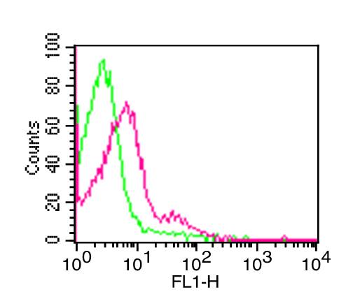 TLR4 Antibody - Fig-1: Cell surface flow analysis of un-conjugated mTLR4 antibody (clone: MTS510) in mSplenocytes using 0.5 µg/10^6 cells. Green represents isotype control; red represents Un-conjugated anti-mTLR4 antibody. Goat Anti-rat FITC was used as secondary antibody.