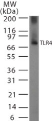 TLR4 Antibody - Western Blot: TLR4 Antibody - Analysis of TLR4 using antibody at 2 ug/ml on partial recombinant mouse TLR4 protein.  This image was taken for the unconjugated form of this product. Other forms have not been tested.