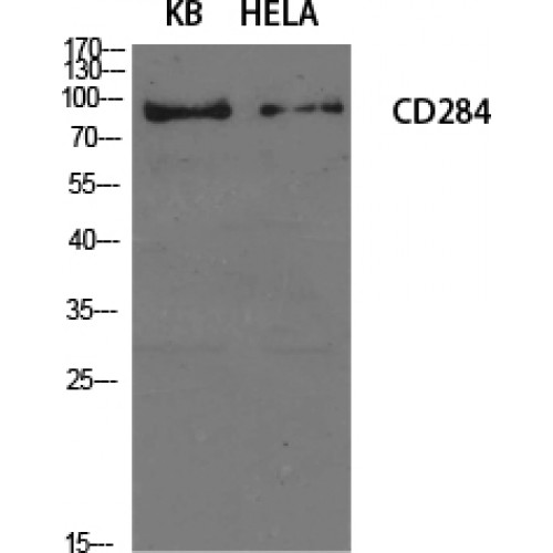 TLR4 Antibody - Western blot of CD284 antibody