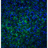 TLR4 Antibody - Immunofluorescence of TLR4 in human spleen tissue with TLR4 antibody at 20 µg/ml.Green: TLR4 Antibody  Blue: DAPI staining