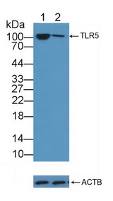 TLR5 Antibody - Knockout Varification: Lane 1: Wild-type A549 cell lysate; Lane 2: TLR5 knockout A549 cell lysate; Predicted MW: 97kd Observed MW: 105kd Primary Ab: 3µg/ml Rabbit Anti-Human TLR5 Antibody Second Ab: 0.2µg/mL HRP-Linked Caprine Anti-Rabbit IgG Polyclonal Antibody