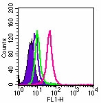 TLR5 Antibody - Intracellular flow analysis of TLR5 in Ramos cells using 1 ug of antibody. Shaded histogram represents Ramos cells without antibody; green represents isotype control; red represents anti-TLR5 antibody.