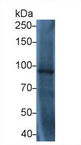 TLR5 Antibody - Western Blot; Sample: Recombinant protein.