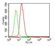 TLR5 Antibody - Fig-1: Intracellular flow analysis of hTLR5 FITC conjugated in hTLR5 transfected cell line using 0.5 µg/10^6 cells of hTLR5 FITC conjugated antibody. Green represents isotype control; red represents anti-hTLR5 FITC conjugated antibody.
