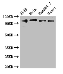 TLR5 Antibody - Positive WB detected in:A549 whole cell lysate,Hela whole cell lysate,RAW264.7 whole cell lysate,Mouse heart tissue;All lanes:TLR5 antibody at 3ug/ml;Secondary;Goat polyclonal to rabbit IgG at 1/50000 dilution;Predicted band size: 98 kDa;Observed band size: 98 kDa;