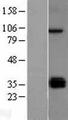 TLR5 Protein - Western validation with an anti-DDK antibody * L: Control HEK293 lysate R: Over-expression lysate