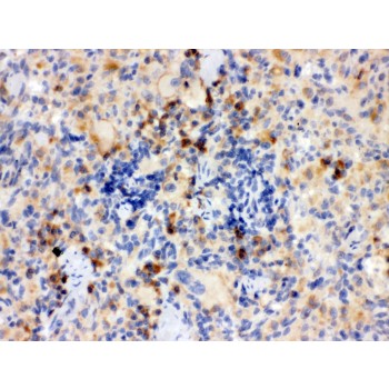 TLR7 / CD287 Antibody - TLR7 antibody IHC-paraffin. IHC(P): Rat Thymus Tissue.