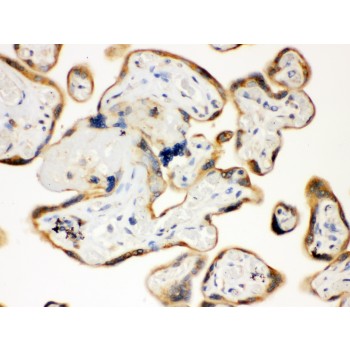 TLR7 / CD287 Antibody - TLR7 antibody IHC-paraffin. IHC(P): Human Placenta Tissue.