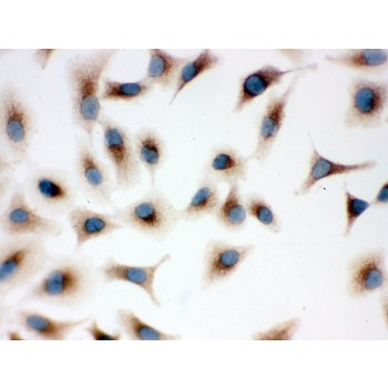 TLR7 / CD287 Antibody - TLR7 antibody IHC-frozen. IHC(F): Human Placenta Tissue.