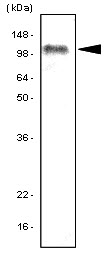 TLR7 / CD287 Antibody - The Ramos cell lysates (80 µg) were resolved by SDS-PAGE, transferred to PVDF membrane and probed with anti-human TLR7 antibody (1:1000). Proteins were visualized using a goat anti-mouse secondary antibody conjugated to HRP and an ECL detection system. Arrow indicates TLR7 protein in human Ramos cells.