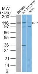 TLR7 / CD287 Antibody - Western Blot: TLR7 Antibody (4G6) [Azide Free] - Analysis of human TLR7 antibody in Ramos and transfected 293T lysate using TLR7 monoclonal antibody at 10 ug/ml. This image was taken for the unmodified form of this product. Other forms have not been tested.