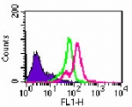 TLR7 / CD287 Antibody - Intracellular flow analysis of TLR7 in 1x10^6 Ramos cells using 0.5 ug of antibody. Shaded histogram represents Ramos cells without antibody; green represents isotype control;red represents anti-TLR7.