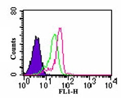 TLR7 / CD287 Antibody - Intracellular staining by FACS analysis of TLR7 in human monocytes using Polyclonal Antibody to TLR7 (Toll-like receptor 7) FITC Conjugate at 0.5 ug/10^6 cells. Shaded histogram represents cells alone, green represents rabbit IgG isotype control, red represents anti-TLR7 antibody. This image was taken for the unconjugated form of this product. Other forms have not been tested.